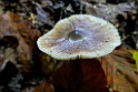 Botercollybia [13620] 08-okt-2017 (Boerskotten, Oldenzaal)